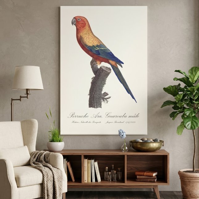 Toile Perruche soleil mâle, Aratinga solstitialis (Sun Parakeet Male, Aratinga Solstitialis. Canvas Print)