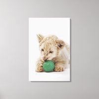 Petit lion blanc (Panthera leo krugeri) jouer