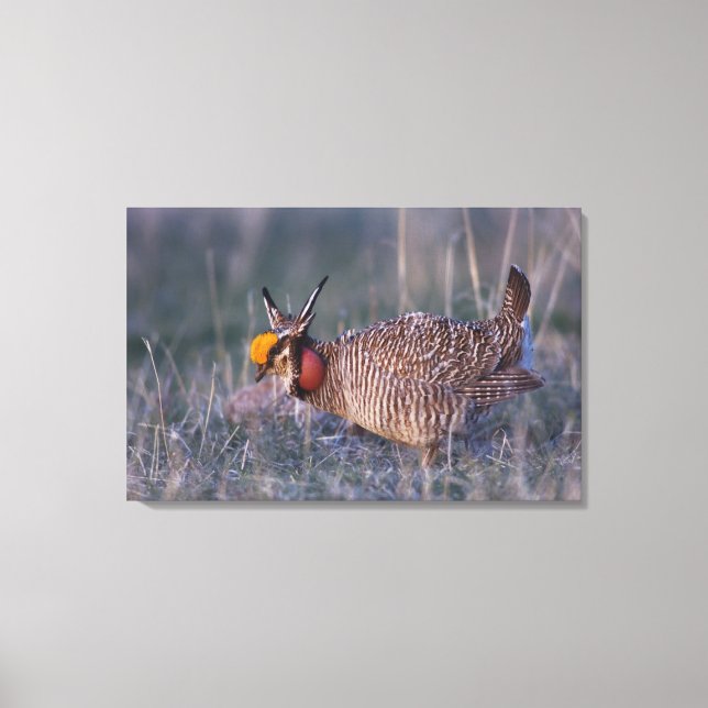 Toile Petit poulet des Prairies, Tympanuchus (Recto)