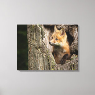 Toile Petit Renard rouge dans un arbre Hollow