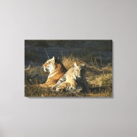 Petit tigre (Panthera tigris) allongé sur son