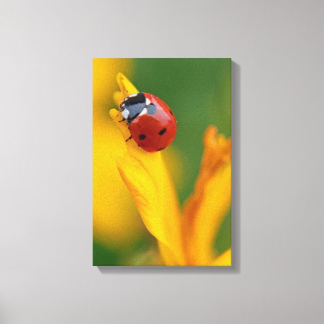 Toile Petite dame sur une fleur (Recto)