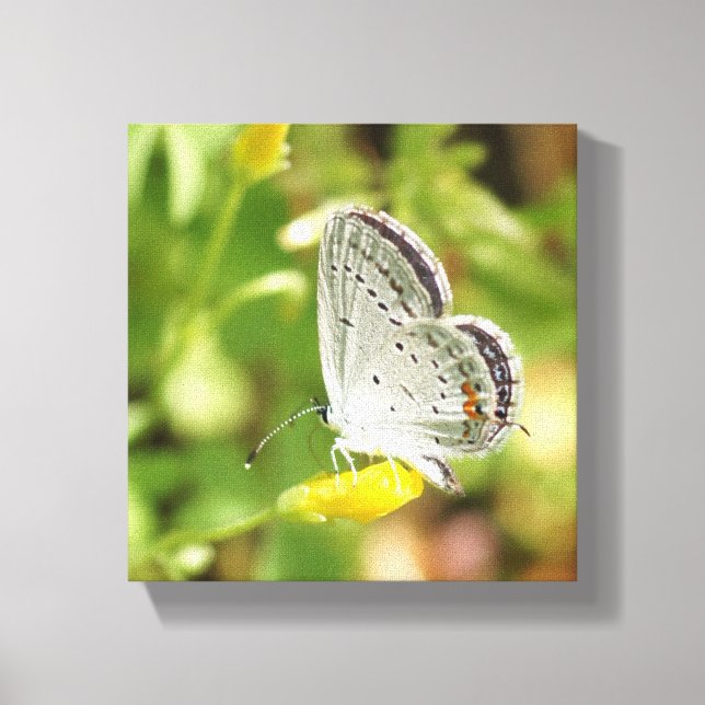 Toile Petite papillon (Recto)
