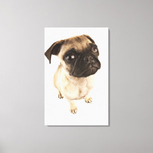 Toile Petite race de chien avec le visage muselé court