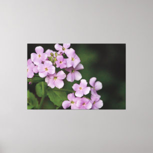 Toile Phlox floral minuscule Mauve