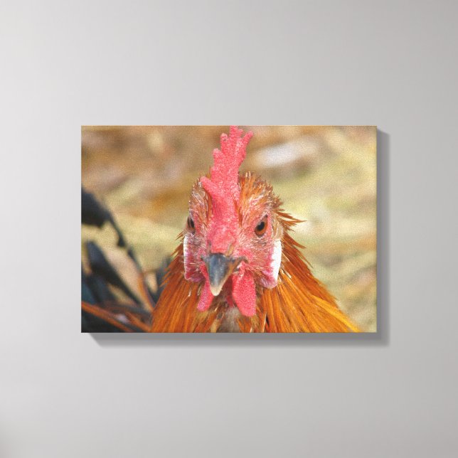 Toile Phoenix Rooster (Recto)