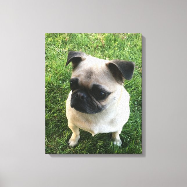 Toile Photo carlin Puppy (Recto)