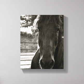 Toile photo de Cheval Frésien Imprimer