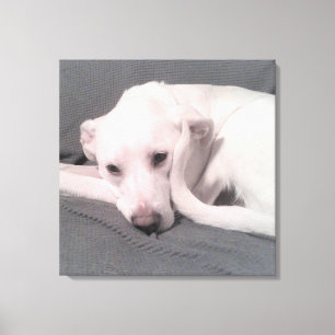 Toile Photo de chien blanc avec queue incurvée contre vi