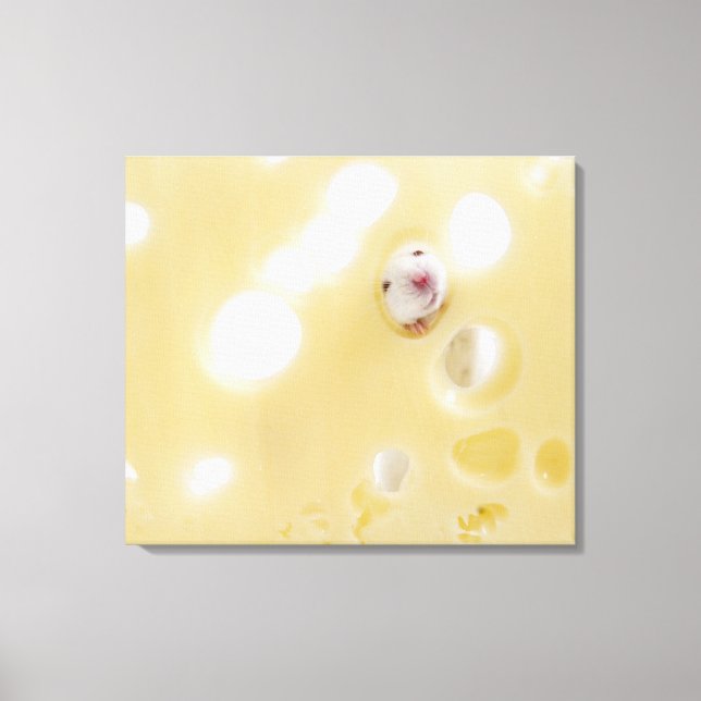 Toile Photo de studio d'une souris blanche regardant à t (Recto)