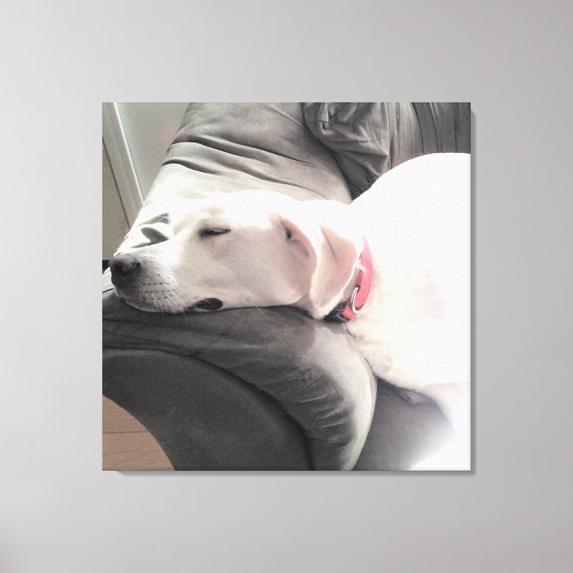Toile Photo du magnifique chien blanc dormant sur le can (Recto)