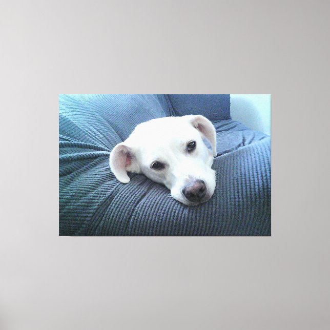 Toile Photo d'un beau et paisible visage de chien blanc (Recto)