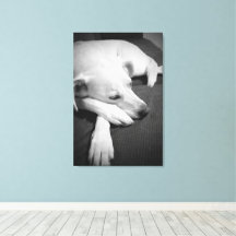 Photo en noir et blanc d'un beau chien dormant