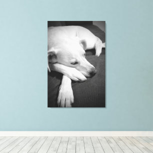 Toile Photo en noir et blanc d'un beau chien dormant