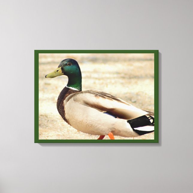 Toile Photo Mallard Duck (Recto)
