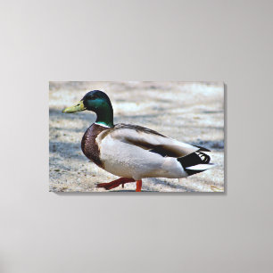 Toile Photo Mallard Duck