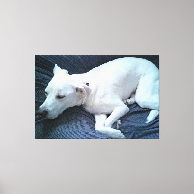 Toile Photo mignonne de beau chien blanc dormant (Recto)