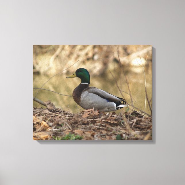 Toile Photo polychrome de canard masculin de Mallard (Recto)