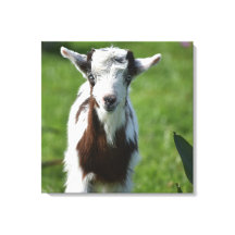 Photo Young Goat