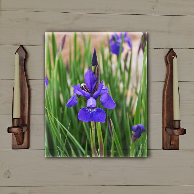Toile Photographie botanique florale d'Iris violet (Créateur téléchargé)