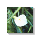 Photographie de Calla Lily blanche et du feuillage