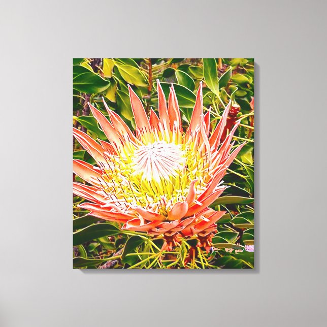 Toile Photographie de fleurs australiennes de Protea (Recto)
