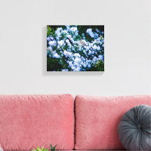 Photographie de grappes de fleurs sur le front de