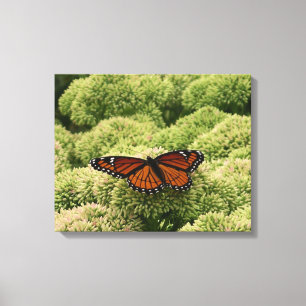 Toile Photographie de la nature belle papillon vice-roi