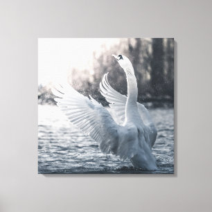 Toile Photographie de la nature du cygne blanc