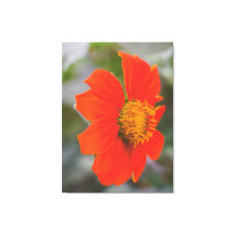 Photographie de la Nature Fleur Orange Chaud Vibra