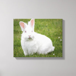 Toile photographie de lapin de lapin