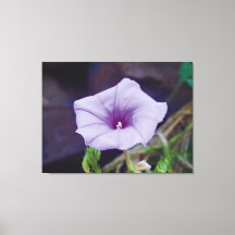 Photographie de près d'une délicate fleur pourpre