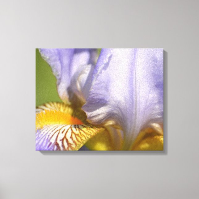 Toile Photographie de Purple Iris Flower (Recto)