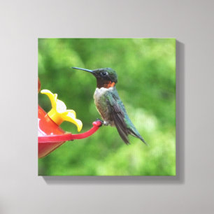 Toile Photographie d'oiseau Colibri à gorge rubis