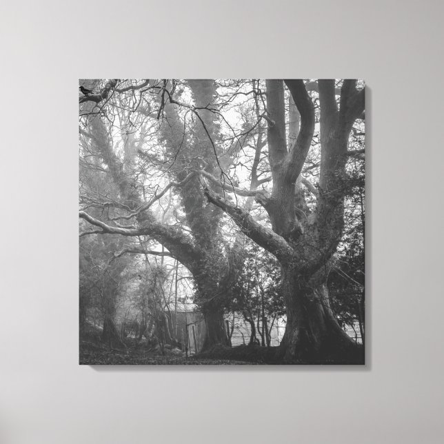 Toile Photographie noir et blanc de la forêt éffrayante (Recto)