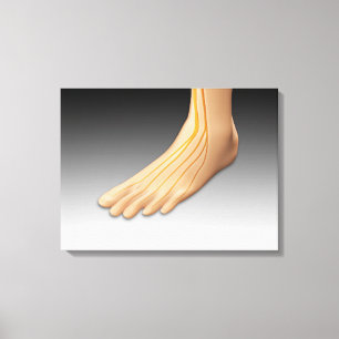 Toile Pied humain avec le système nerveux 2