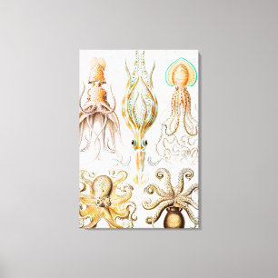 Toile Pieuvre Calmar, Gamochonia par Ernst Haeckel