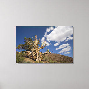Toile pin à Bristlecone dans la forêt ancienne de Bris