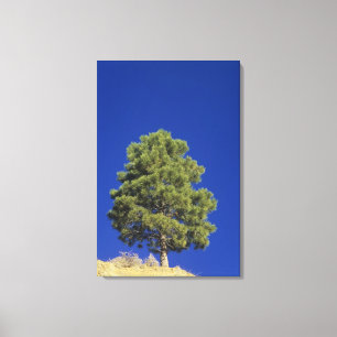 Toile Pin de Pinyon, pinus edulis, parc national de