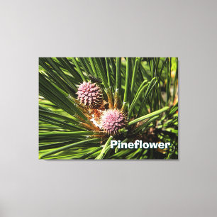 Toile Pinefer