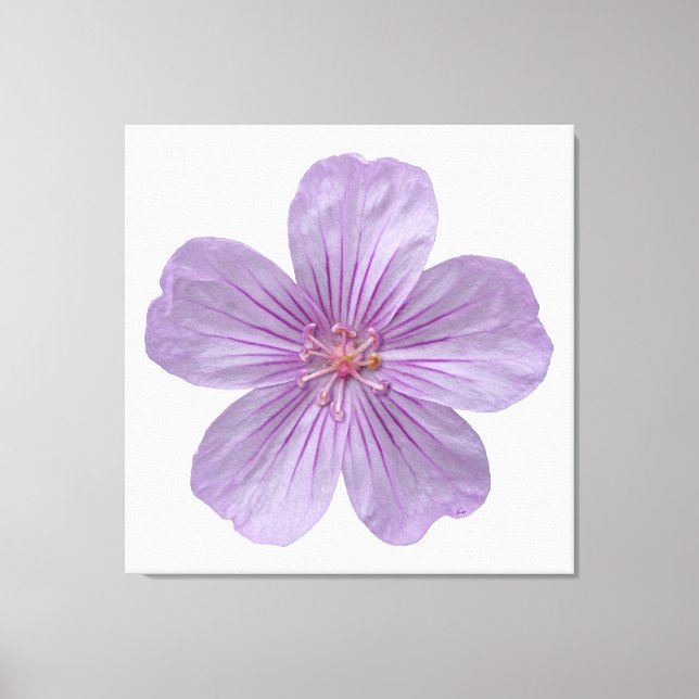 Toile Pineywoods Geranium #1 (Recto)