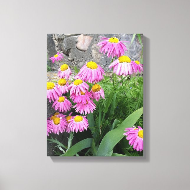 Toile Pink Peint marguerite Fleurs Nature photographie (Recto)