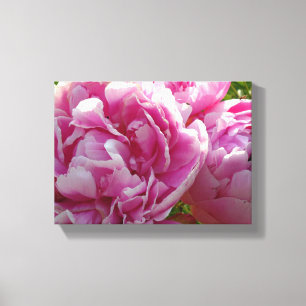 Toile Pink Peony photo cottage ferme jardin fleuri