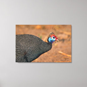 Toile Pintade huppée (Numida meleagris). Afrique,