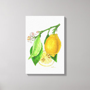 Toile Planche botanique : citron « Limonier ferraris »