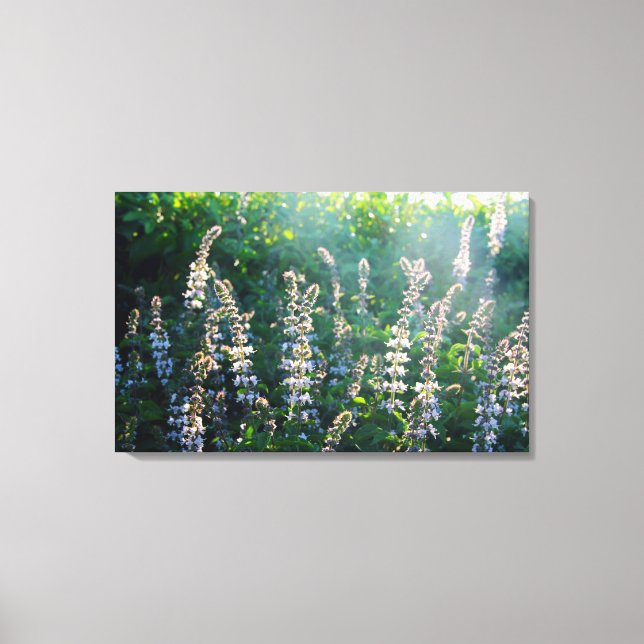 Toile plante (Recto)