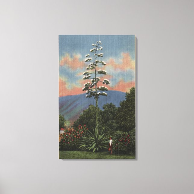 Toile Plante californien en fleurs (Recto)