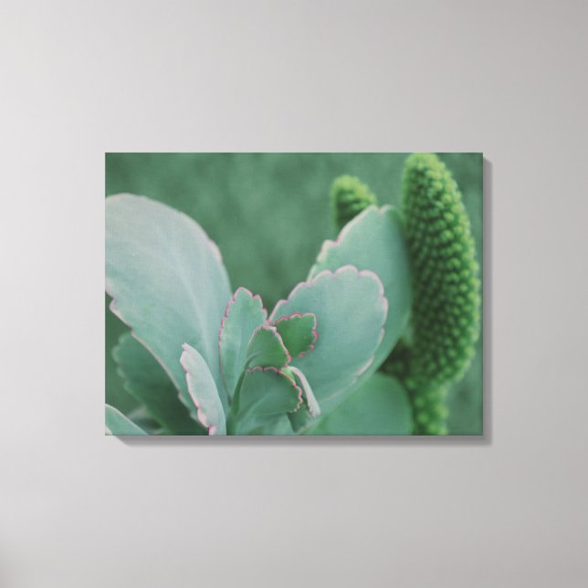 Toile Plantes du désert (Recto)