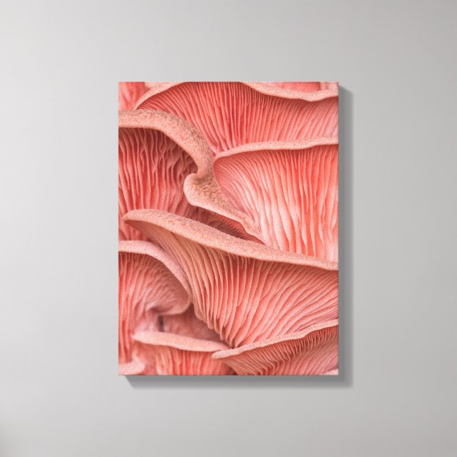 Toile pleurotes roses (Recto)