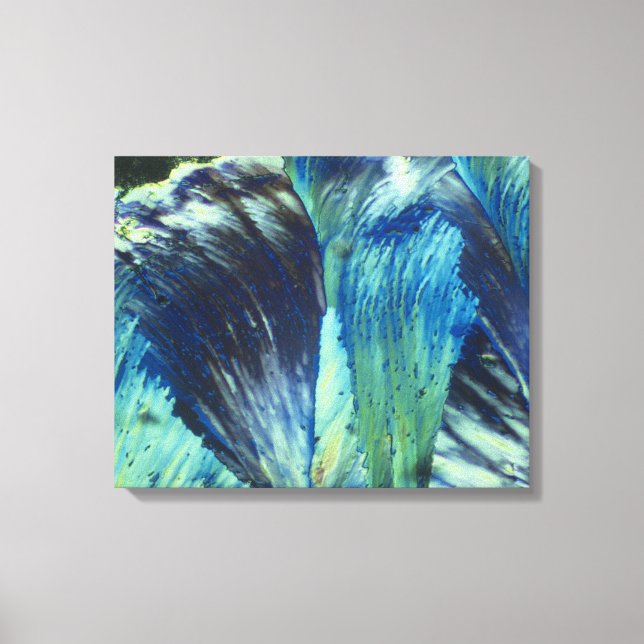 Toile Plumes (Recto)